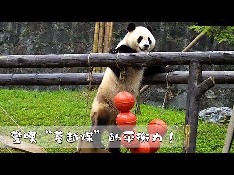 《熊貓早晚安》驚嘆“蔓越煤”的平衡力！| iPanda