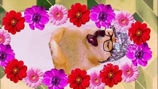 Doge shampoo
