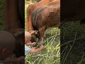 How to Untangle a Cow's Rope from Its Leg