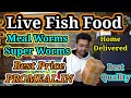 Mealworms / Superworms / Live Fish Food / Home Delivery / PROMEAL.IN / Fish Food / @AJ Aquarium