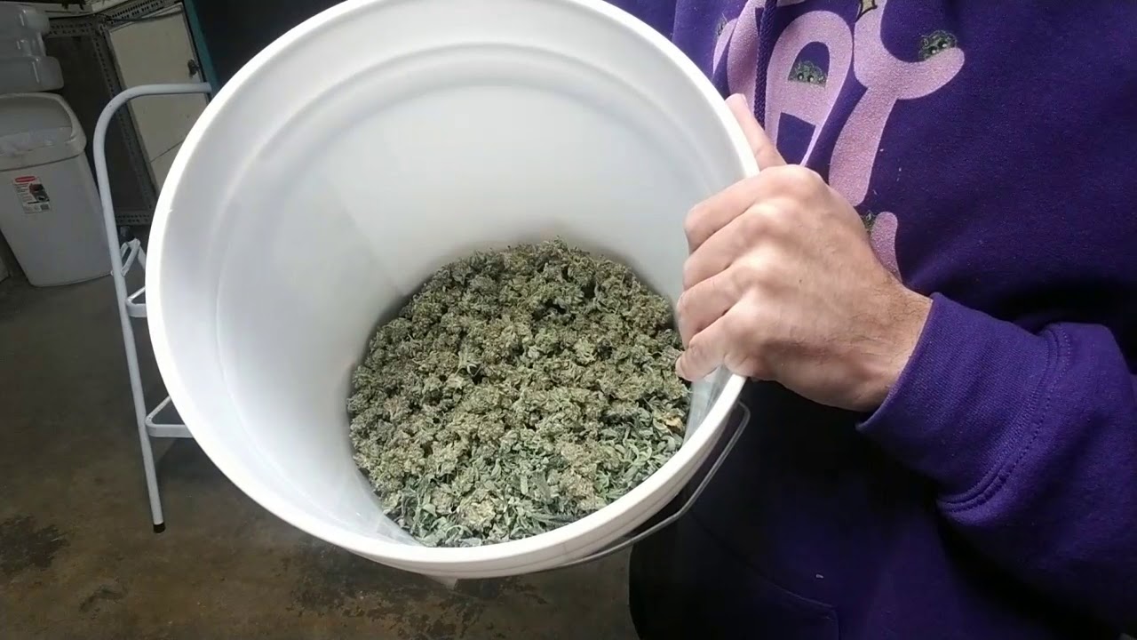 Bubble Hash rosin pt.1