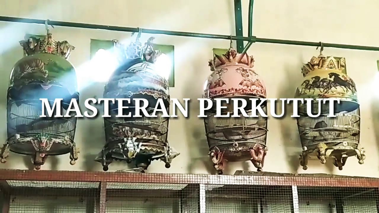 Perkutut Bangkok buat burung ikut bunyi +6287850003920 