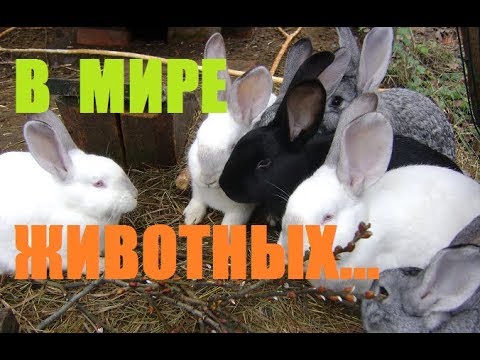 В мире животных