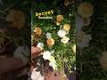ഇലയില്ലതെ portulaca നിറഞ്ഞ് പിടിക്കാൻ  #gardening #flower #fertilizer #mossros #portulaca #pathumani