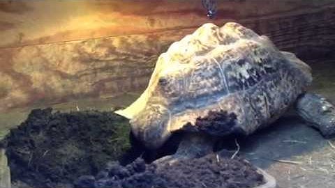 Pardalis Pardalis South African Leopard Tortoise Laying Eggs