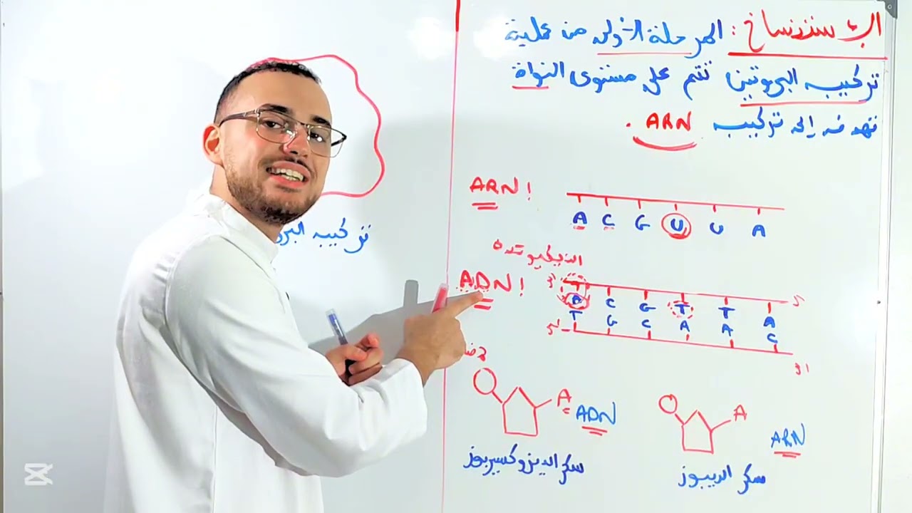 تركيب البروتين من الألف إلى الياء مستحيل ماتفهمش 🔥✅