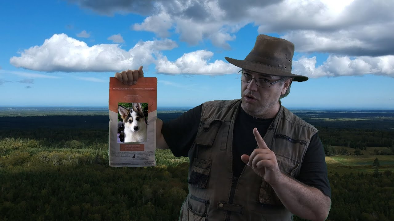 How to Train Dogs Without Treats 