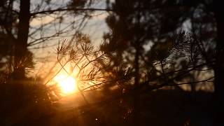 Солнце на закате светит сквозь сосновые иголки . Footage/Футажи
