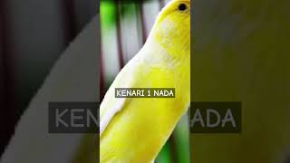 Download Lagu Masteran Kenari 1 Nada #masteranburung #kenari MP3 Download Lagu Masteran Kenari 1 Nada #masteranburung #kenari MP3