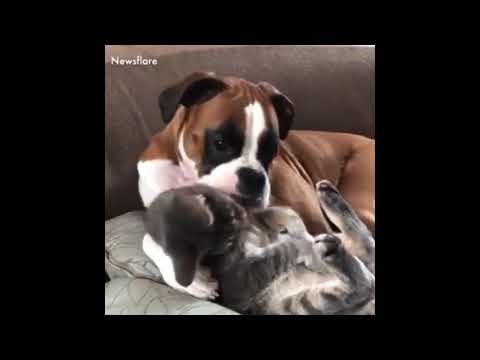les animaux ne sont pas racistes !