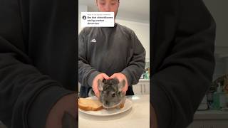 Chinchillwich