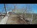 wind controlled tree mounted electric duochord
