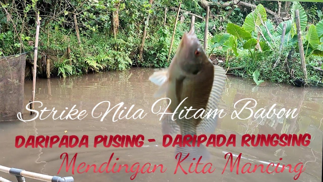 DARIPADA PUSING - DARIPADA RUNGSING MENDINGAN KITA MANCING - YouTube