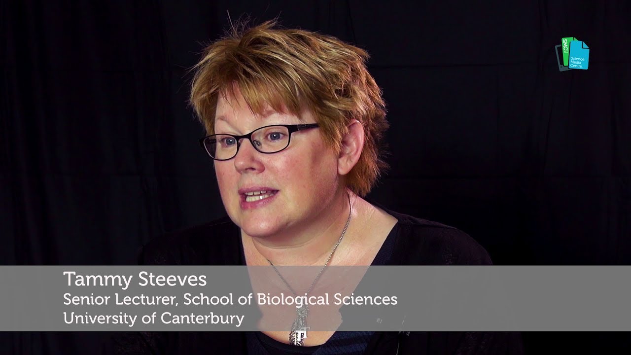 Science Media SAVVY Express: Tammy Steeves — Genetic matchmaker for rare birds