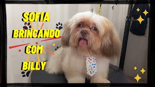 Cachorrinho Fofo Sofia Brincando Com Billy