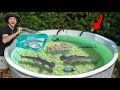 I Caught Tons of Fish For My Backyard Saltwater Pond!!