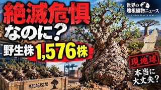 絶滅危惧なのに野生から1,576株…パキプスの現地球、本当に大丈夫