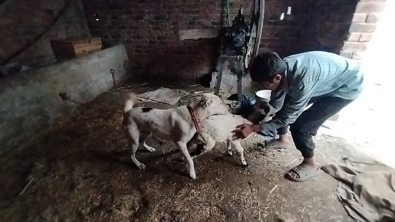 Собака и белая коза играют вместе в комнате 🐕🐐