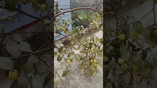 ছাদ বাগানের বরই 🫣🤗 #Pulmlover ,#rooftopgarden #urbanlife #বরই