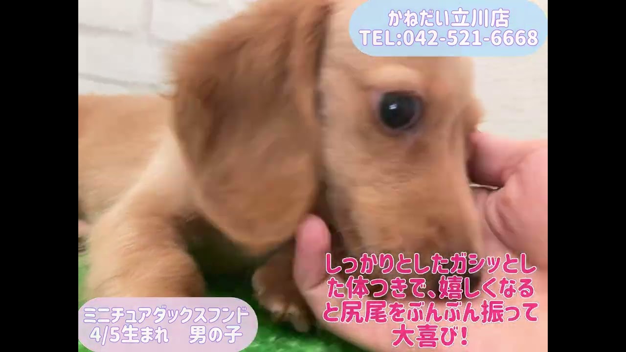 価格の安い【動画あり！】ミニチュアダックスフンド・ロング♂「8/22お