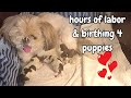 Helping our small dog give birth to 4 puppies (Part 4)