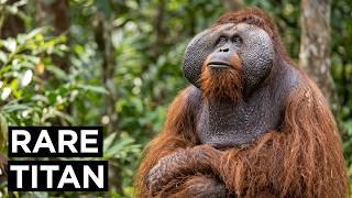 Tapanuli Orangutan: The Rarest Great Ape on Earth Fewer Than 800 Remain