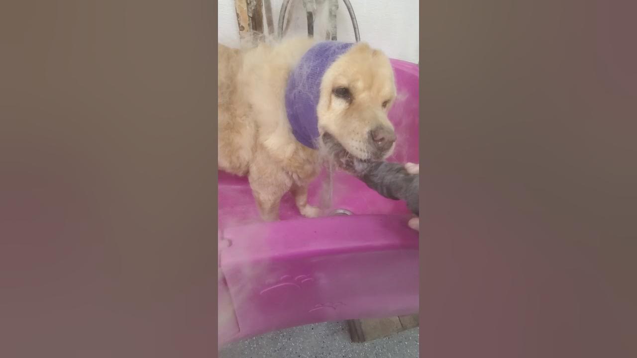 Blowing out undercoat before a bath YouTube