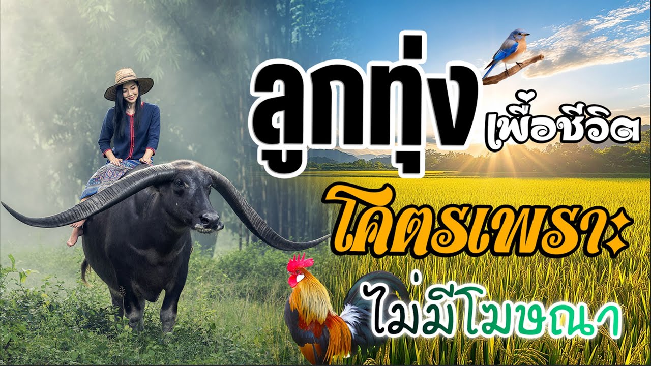 ลูกทุ่งเพราะมาก : ลูกทุ่งเพื่อชีวิตโคตรเพราะ ฟังต่อเนื่องหลายเพลง ไม่มีโฆษณา