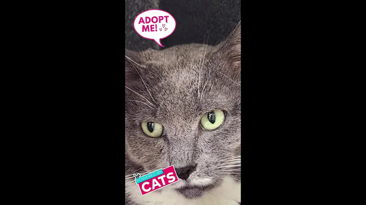 Video 9976581: maine coon adoption