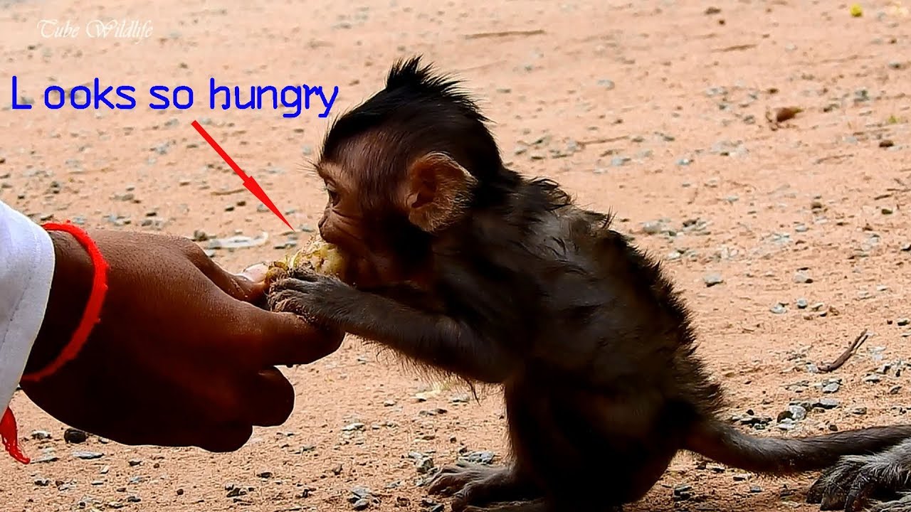 petco hours Oh, Watching Cutie Baby LIZZA Seems So Hungry Eating Banana/ LIZZA Is Precious & Attractive.