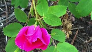 Herman Gulch Trail Idaho Springs, Colorado