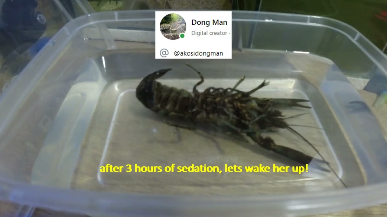 How To Sedate A Crayfish Cherax Quadricarinatus Red Claw