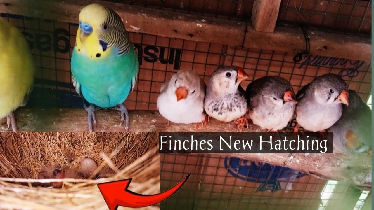 ALERT 🚨: Yeh Galti Kbh Na Kren😳| Finches New Hatching 🐣🥰Full Update 