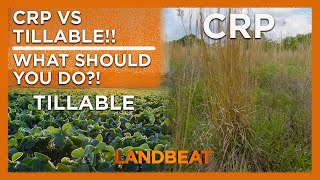 Crp Vs Terres Cultivables Lequel Est Le Meilleur Pour Vous ?