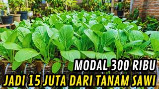 With just 300,000 Rupiah in capital, you can plant mustard greens in polybags and harvest every m...