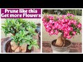 Adenium Pruning Tips to Increase Flowering | അഡീനിയം പ്രൂണിങ് ചെയ്യണ്ടതെങ്ങനെ | vid # 36