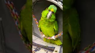 BAD BOYS BIRD || VIRALHOG #shorts #viral #video #subscribe #funny #love