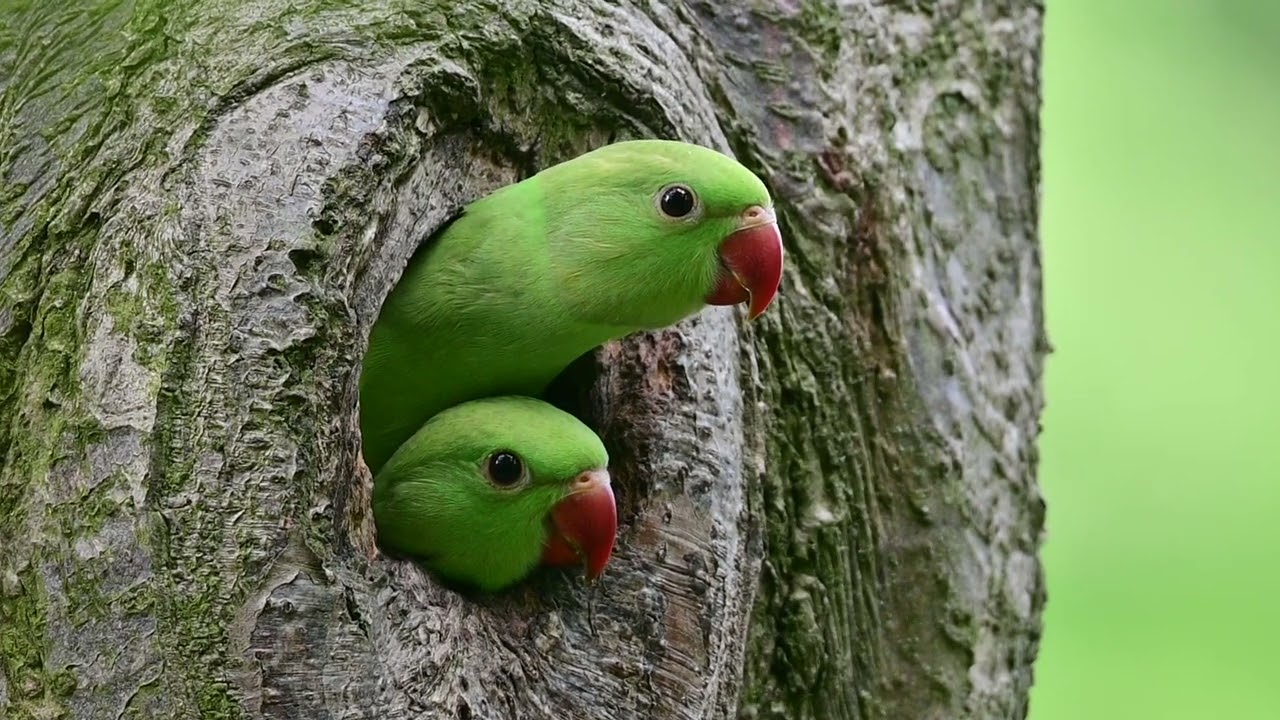 Rose-ringed parakeet babies looking out from their nest