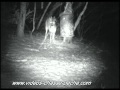 Chevreuil avec velours sous la neige de nuit - Bushnell Trophy Cam 119435