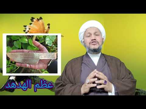 ماذا تعرف عن الهدهد و حكم صيده و أكله و عظامه
