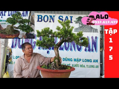 Video 12/1/22 #175 Nguyễn Thoa Bonsai Linh Sam, Kim Quýt,... - youtube