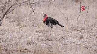 Ground Hornbill Feasts On Tortoise