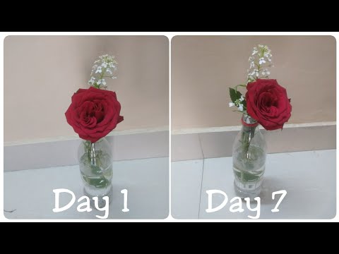 Video: How To Keep A Rose In Water