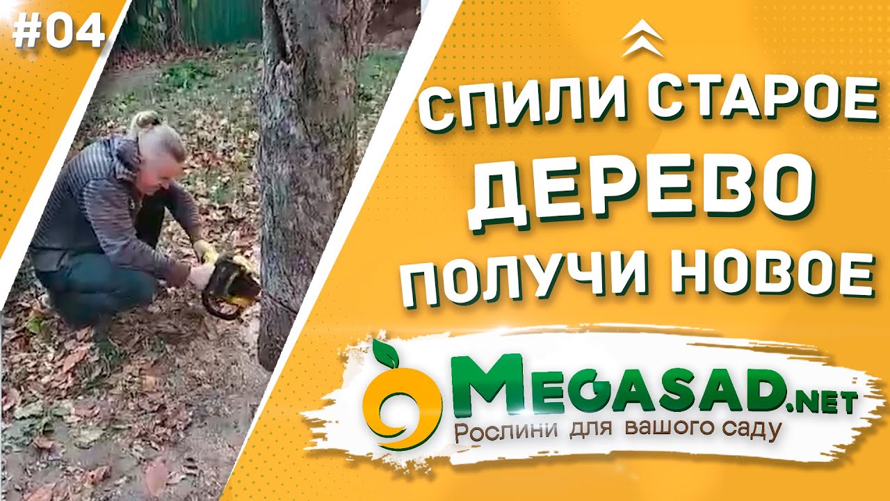 Челлендж: СПИЛИ СТАРОЕ ДЕРЕВО, ПОЛУЧИ НОВОЕ. Учасник №4 - YouTube