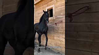 Untitled video