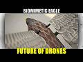 China's Flapping Wing Eagle Drone: No Engine, Flies 5 Hours