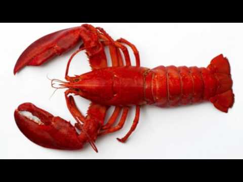 Lobster Facts Interesting Facts about Lobster Facts about Lobster