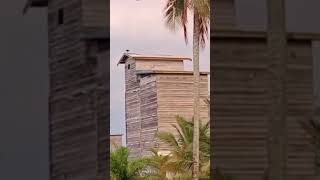 bagaimanakah suara yang paling di respon burung walet