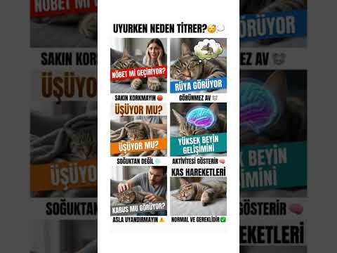 Kediniz Uyurken NEDEN Titrer? 😴 (Kabus mu Görüyor?)