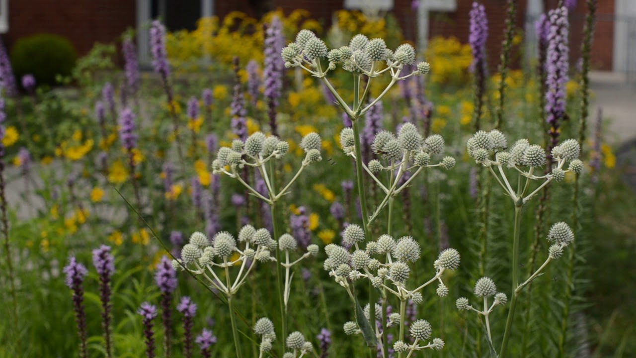 Pollinators on Rattlesnake Master YouTube